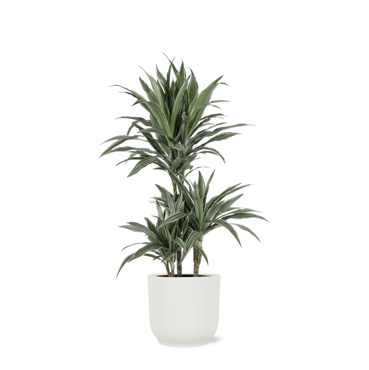 Dracaena Warneckii Ø21cm - ↕65cm in Vibes WIT pot