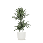 Dracaena Warneckii Ø21cm - ↕65cm in Vibes WIT pot