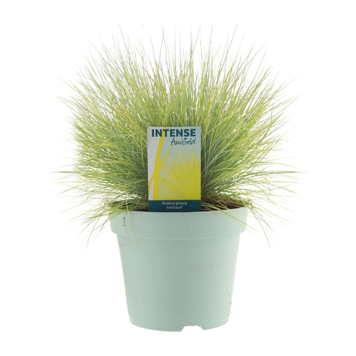 Festuca Glauca AmiGold - Ø17cm - ↕30cm