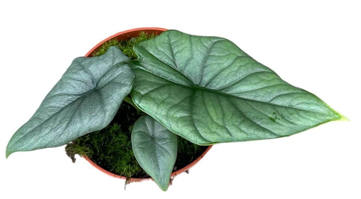 Alocasia Bisma Silver - Ø10,5cm - ↕15cm