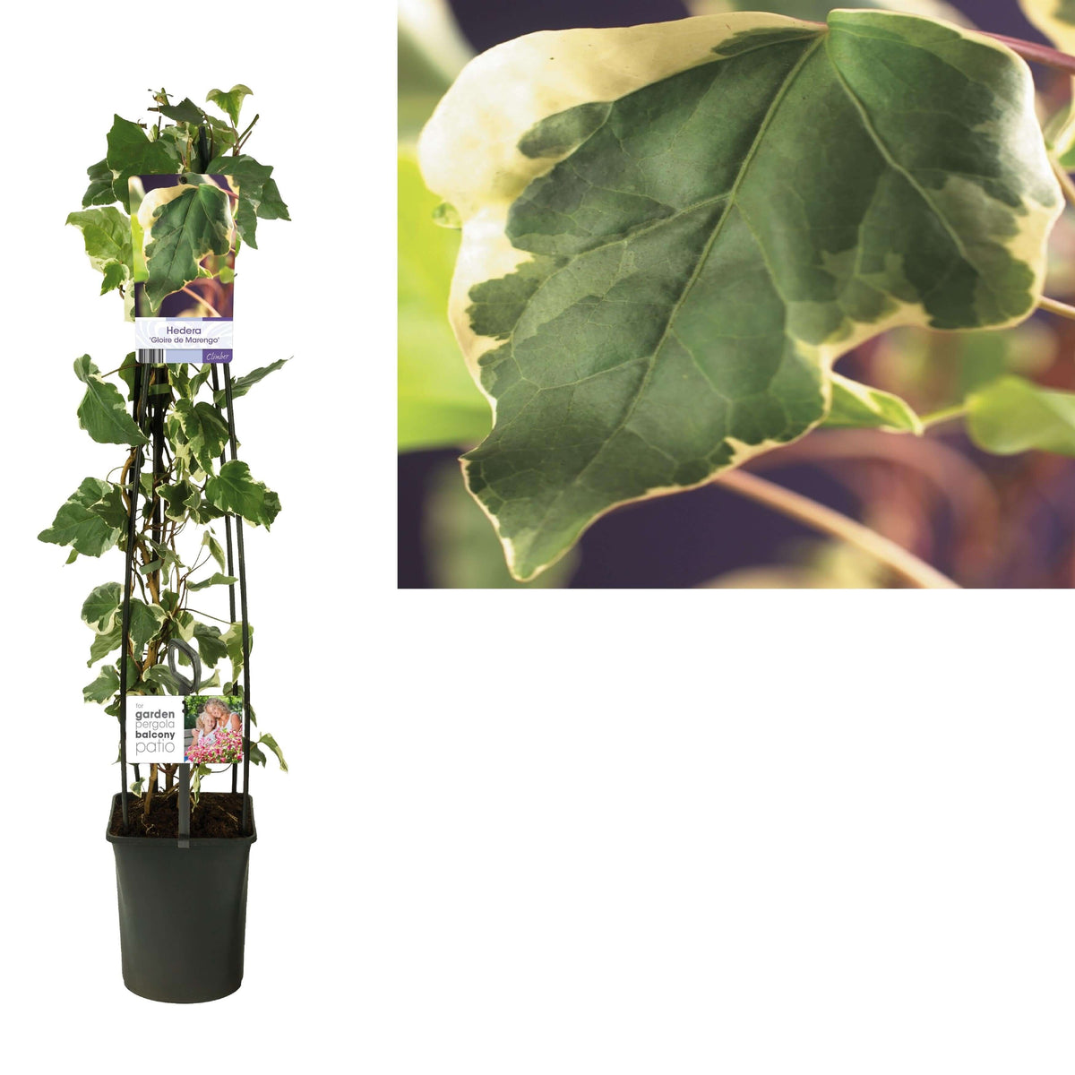 Hedera 'Gloire De Marengo' +light Label - Ø23cm - ↕115cm