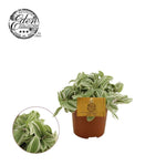 Tradescantia Tenderness 10,5cm - Ø10,5cm - ↕cm