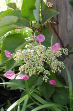 Schizophragma hydr. Rose Sensation - Klimhortensia