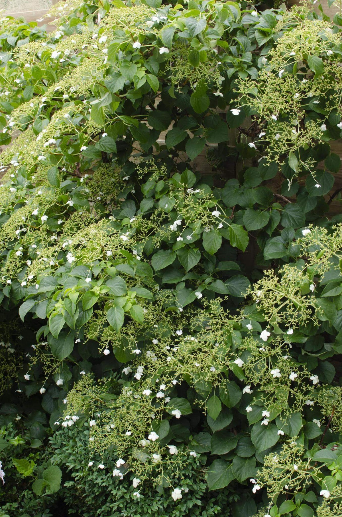 Hydrangea petiolaris - Klimhortensia