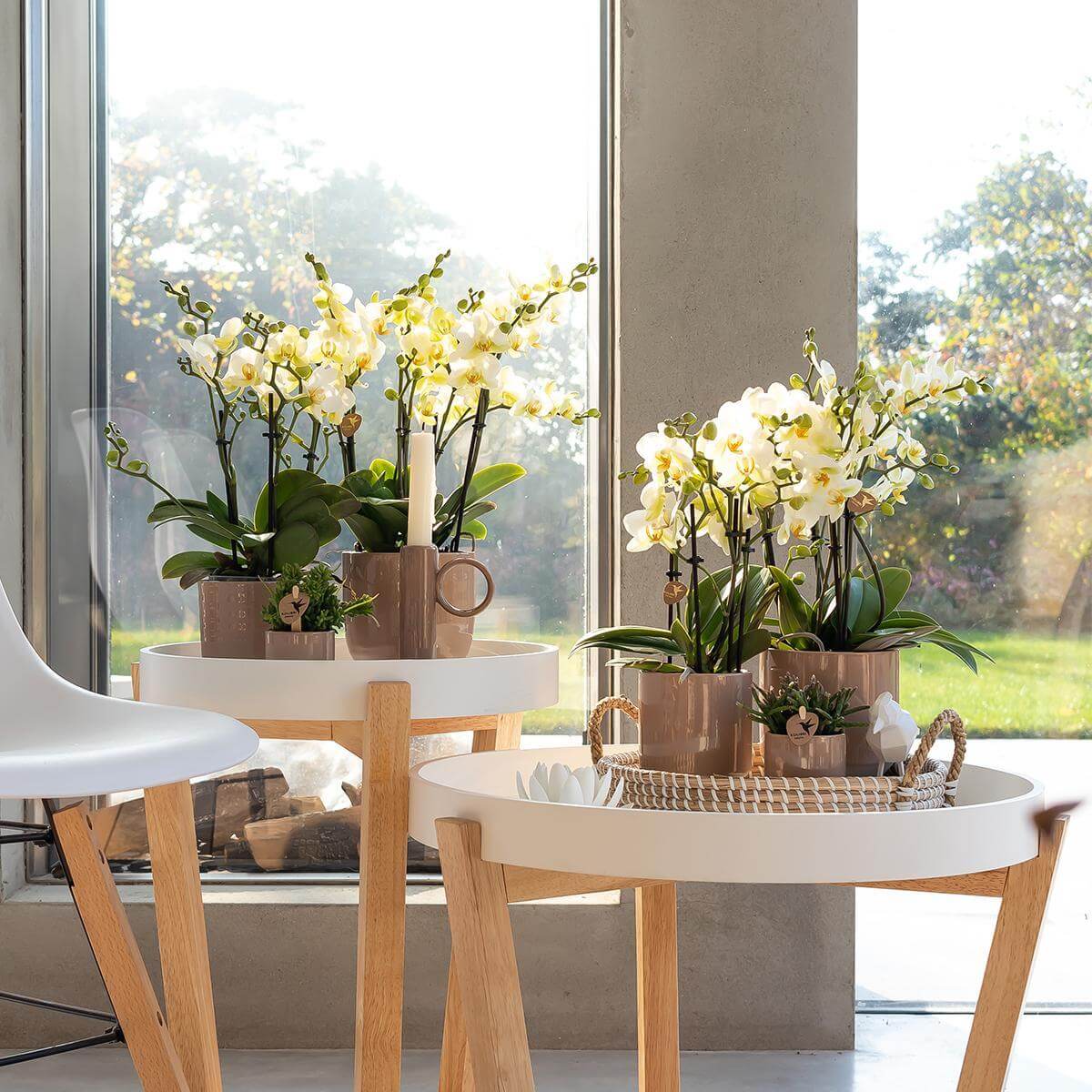 Witte phalaenopsis orchideeën in pot op moderne bijzettafels voor een raam, perfecte bloeiende kamerplanten voor elk interieur, vers van de kweker.