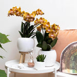 Oranje gouden Phalaenopsis orchidee in witte pot op bijzettafel met planten en zandloper decoratie in een moderne woonkamer.