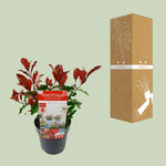 Photinia fras. 'Magical Volcano'® plant in black pot with red and green leaves, next to its cardboard shipping box.