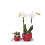 Groene planten met witte Phalaenopsis orchidee en Rhipsalis in rode Optimism sierpotten op wit dienblad