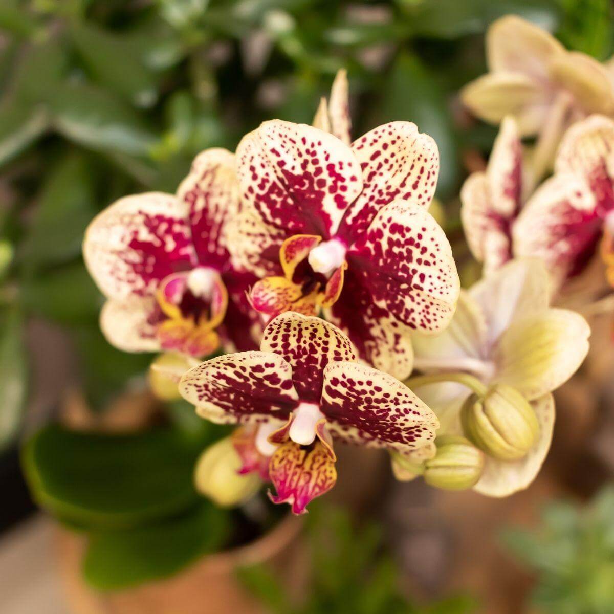 Geel rode Phalaenopsis orchidee Spain met roze, rode en gele bloemen uit Diamond collectie, in een cognacglazuur sierpot Ø9cm, 40 cm hoog