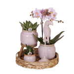 Kolibri Company Romantic gift set met roze Phalaenopsis orchidee en succulenten in keramieken sierpotten op hyacint dienblad.