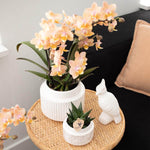 Kolibri Orchids in modern witte pot op een ronde tafel, naast een decoratief wit vogelbeeld en een kleine vetplant