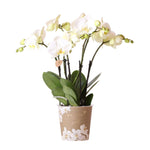 Witte Phalaenopsis orchidee in een sierlijke pot van 12 cm, perfect voor het decoreren van jouw huis. Vers van de kweker - Kolibri Orchids.