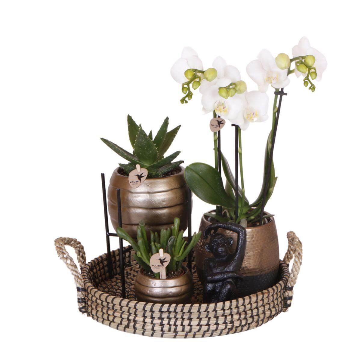 Plantenset met Phalaenopsis Orchidee en succulenten in koperkleurige keramieken sierpotten op een decoratieve schaal.