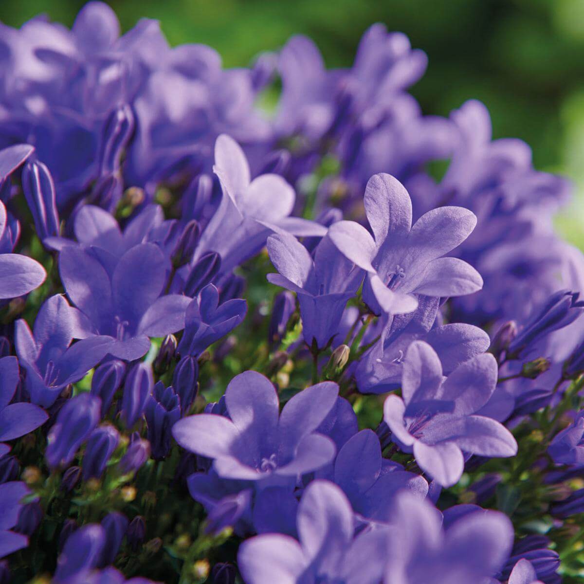 Campanula Addenda purple flowers in bloom, 12cm pot size, winterharde plant, wintergroene plant, ideal for winter gardens.