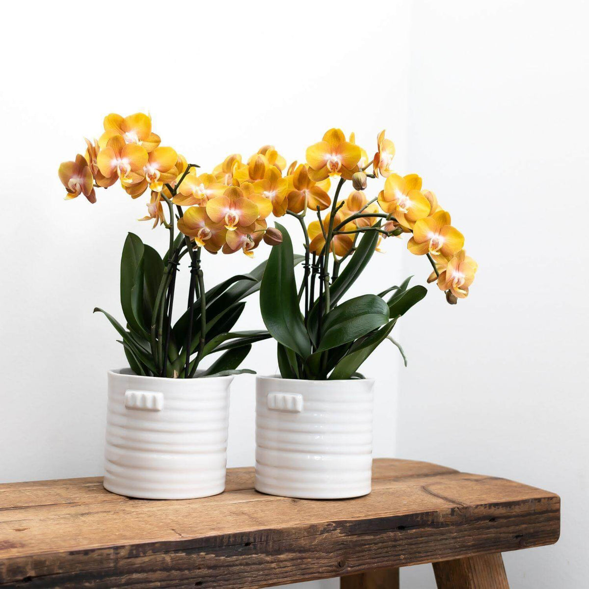 Twee kleurrijke oranje Phalaenopsis Orchideeën met potmaat Ø12cm op houten tafel - perfect voor elke kamer.