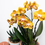 Oranje Phalaenopsis orchidee Las Vegas in gouden Groove sierpot met gele en oranje bloemen, Ø12cm pot.