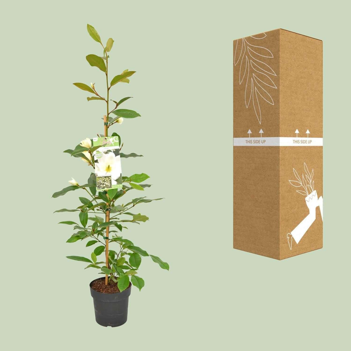 Michelia Fairy Magnolia Creme - Ø19 - ↨70cm