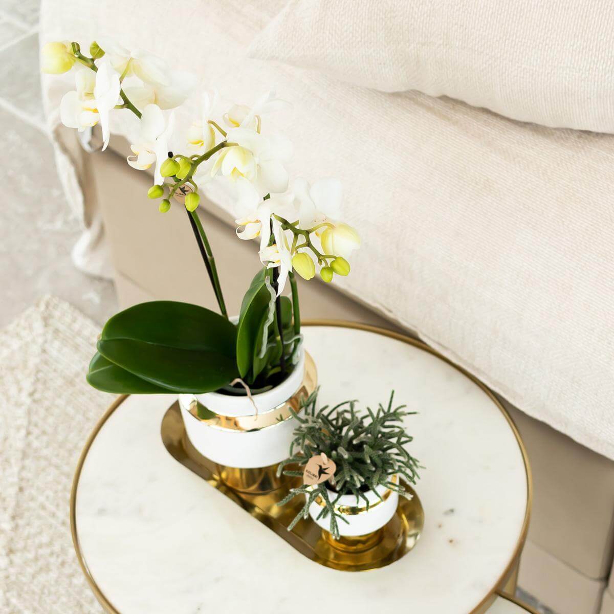 Witte Phalaenopsis Amabilis orchidee in gouden Le Chic sierpot op marmeren tafel, bloeiende kamerplant, elegant wooninterieur decor.