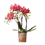 Rode Phalaenopsis orchidee Congo in potmaat Ø9cm met bloemen, 2-3 takken, 30-35cm hoog - bloeiende kamerplant van Kolibri Orchids.