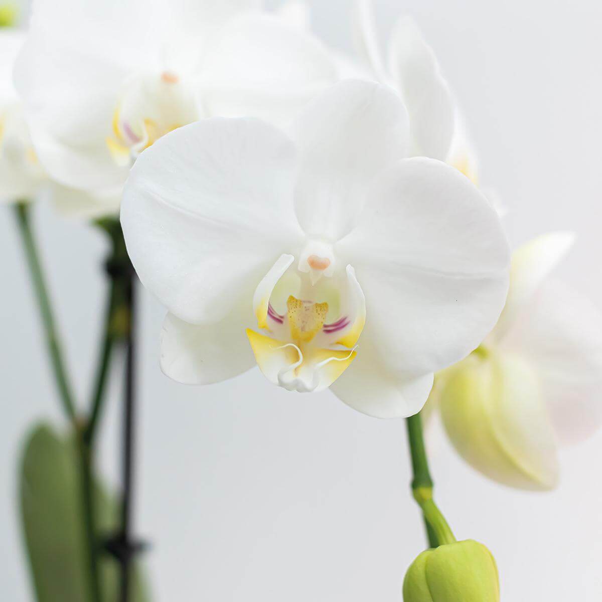 Witte Phalaenopsis orchidee in bloei met een potmaat van Ø9cm - Kolibri Orchids COMBI DEAL van 2 orchideeën