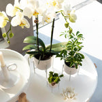 Witte Phalaenopsis orchidee Dame Blanche in pot Ø12cm met groene kamerplanten op een witte tafel, voor een luxe en natuurlijke sfeer thuis.