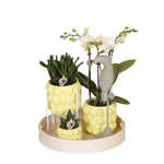 Kolibri Company Optimism-set met gele Phalaenopsis Orchidee, Succulenten in citrus potten op bamboe dienblad en groene ornament.