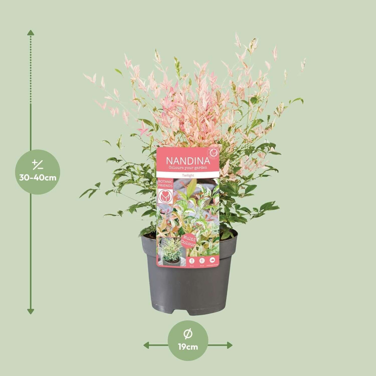 Nandina dom. 'Twilight' ® plant in a 19cm pot, winterhard and wintergroen, perfect for purifying air and enhancing gardens in cold climates.