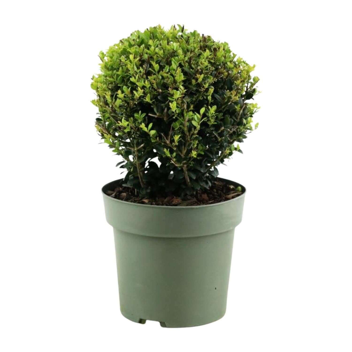 Ilex Crenata 'Jenny'® winterharde wintergroene plant in een pot, gedijt goed in verschillende klimaten en houdt van goed gedraineerde, licht zure grond.