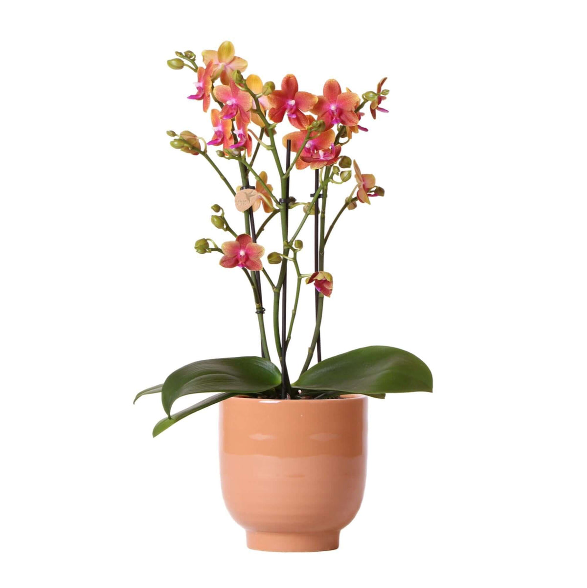 Oranje geurende Phalaenopsis orchidee met fel oranje bloemen in cognac kleurige geglazuurde sierpot Ø12cm.