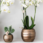 Orchidee en succulent in koperkleurige sierpotten uit het Kolibri Company Home Hub gift set plantenset.