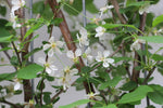 Blossoming Prunus avium cerasus Duo-kers plant with white flowers and green leaves in spring