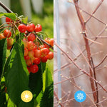 Prunus 'Duo-kers' kersenboom in zomer en winter showing cherries and dormant branches