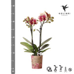 Kolibri Orchids Geel Rode Phalaenopsis | Bloeiende Kamerplant in Pot Ø9cm uit Spanje | Rode en Gele Orchidee Diamond Lijn