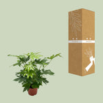 Fatsia Japonica Ø21cm - ↕85cm in a brown pot next to its packaging box, showcasing winterharde plant for indoors.