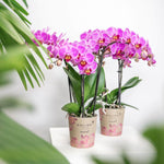 Twee paarse/roze Phalaenopsis orchideeën in Kolibri potten van 9 cm omringd door groene bladeren. Bloeiende kamerplant.