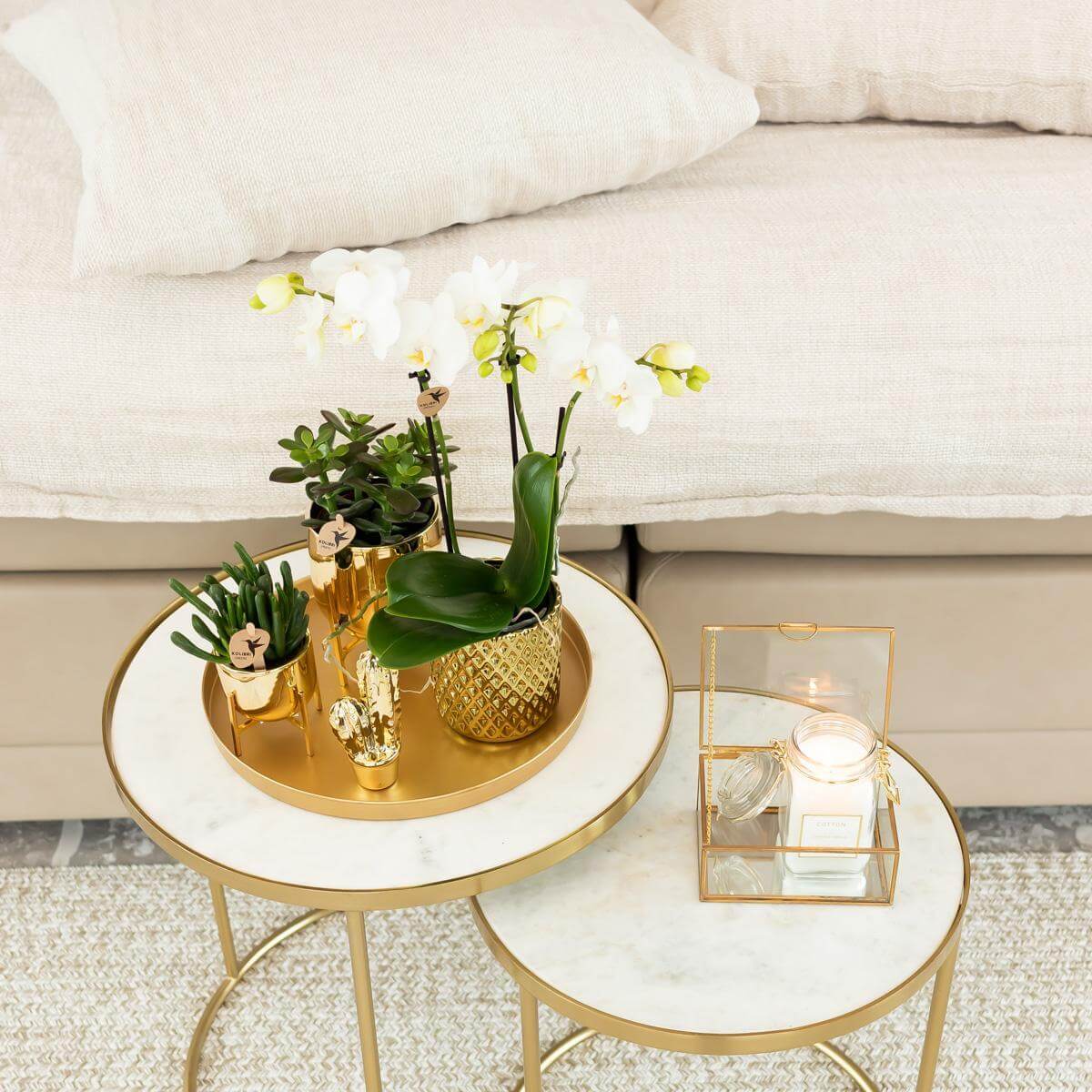 Witte Phalaenopsis orchidee in goudkleurige Diamond sierpot op tafel, omringd door kamerplanten en decoraties, past perfect in elk interieur.