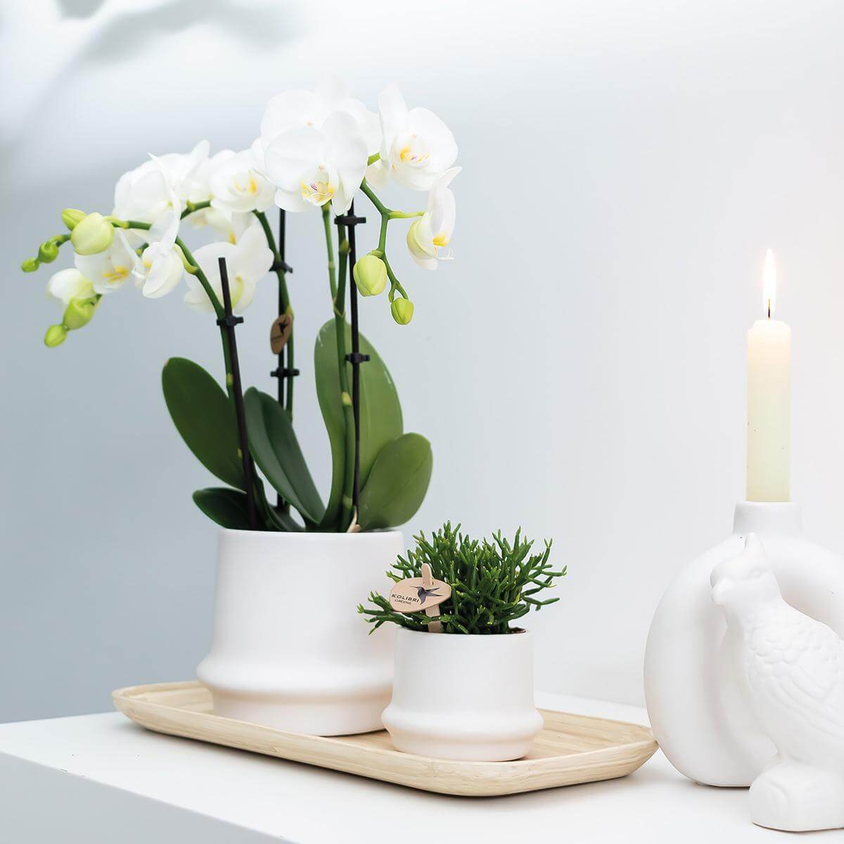 Witte Phalaenopsis orchidee in sierpot op tafel met brandende kaars, decoratieve plant en vogelpoppetje.