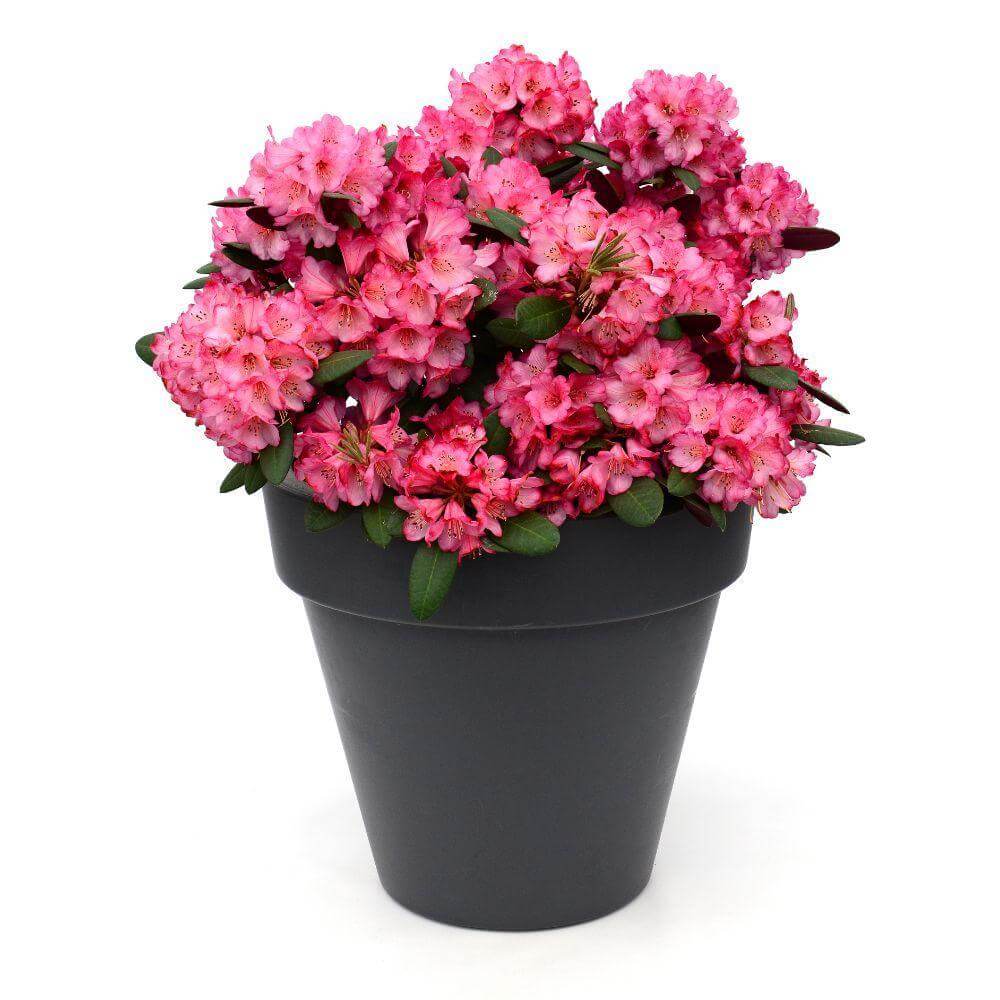 Rhododendron 'Wine & Roses'® in black pot with vibrant pink flowers, perfect winterharde and wintergroene plant for gardens