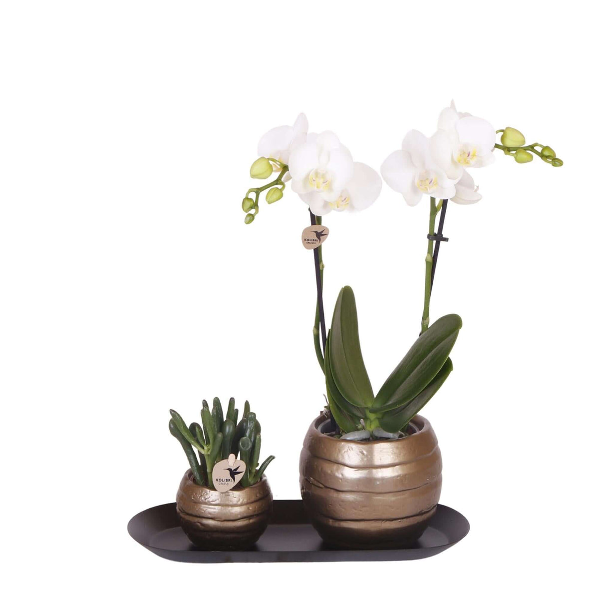 Groen plantenset met witte Phalaenopsis orchidee en succulent in koperkleurige potten, geplaatst op een zwart dienblad voor industrieel interieur.