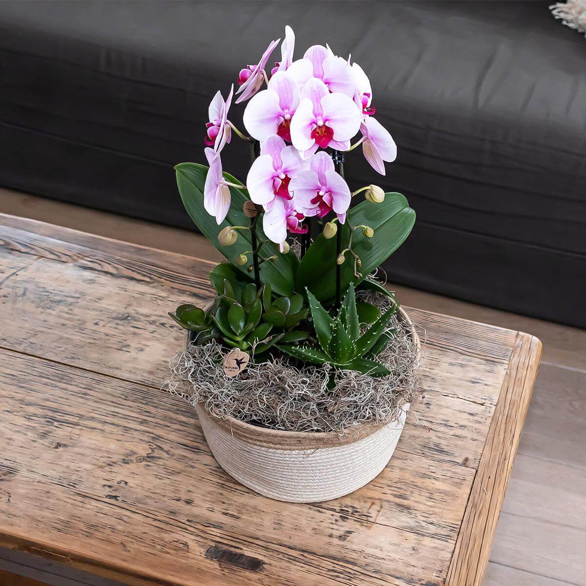 Roze Phalaenopsis Niagara Fall orchidee in decoratieve pot op houten tafel, bloeiende kamerplant vers van de kweker.