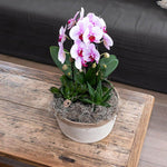 Roze Phalaenopsis Niagara Fall orchidee in decoratieve pot op houten tafel, bloeiende kamerplant vers van de kweker.