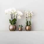 Witte Phalaenopsis orchideeën en vetplant in koperkleurige sierpotten op zwarte dienblad, perfect voor industrieel interieur.