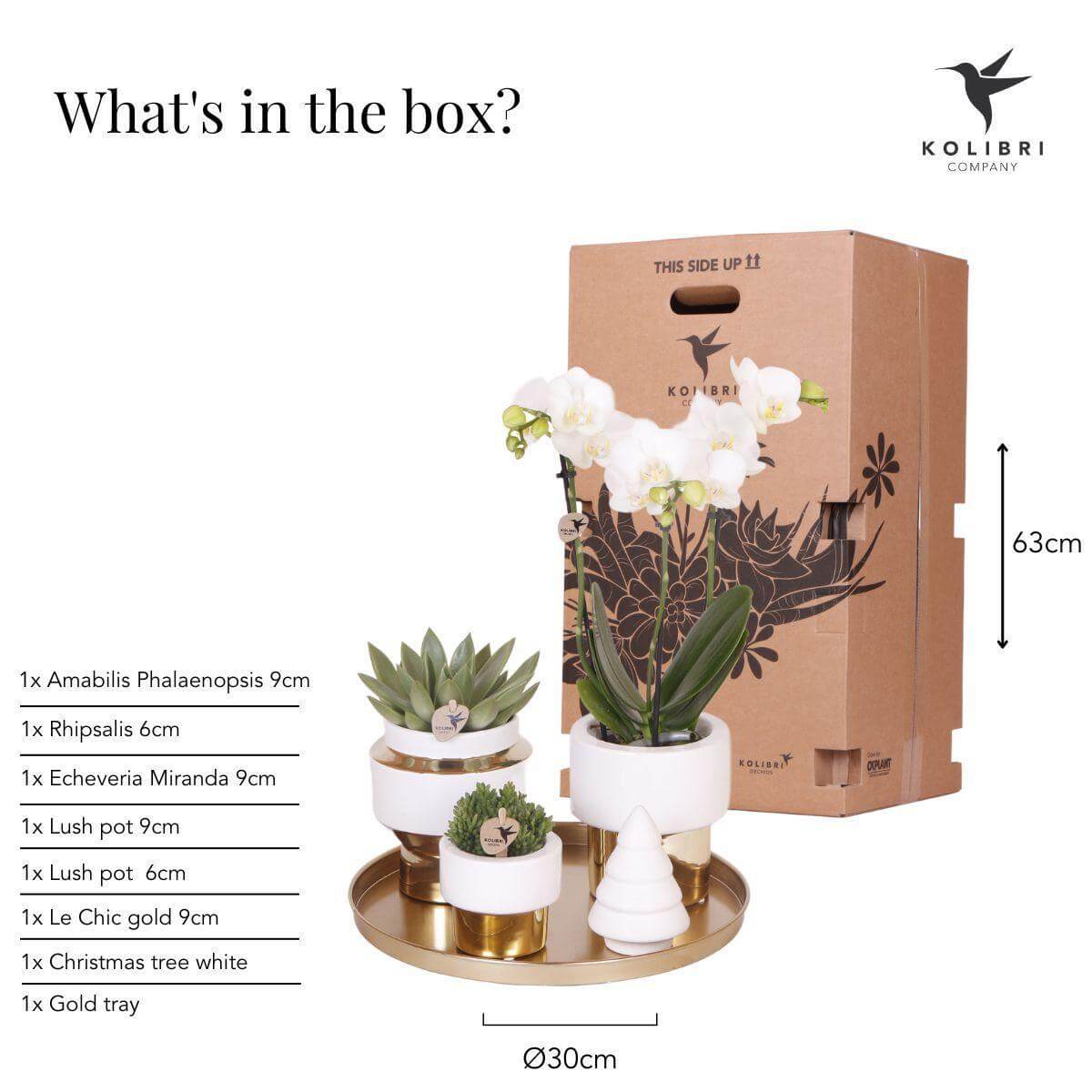 Kolibri Company kerstcadeauset met witte Phalaenopsis orchidee, succulenten in gouden en witte sierpotten en gouden dienblad met kerstornament.