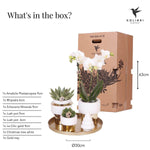 Kolibri Company kerstcadeauset met witte Phalaenopsis orchidee, succulenten in gouden en witte sierpotten en gouden dienblad met kerstornament.