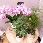 Roze Phalaenopsis orchidee in sierpot met andere kamerplanten op houten tafel - prachtig decor voor thuis