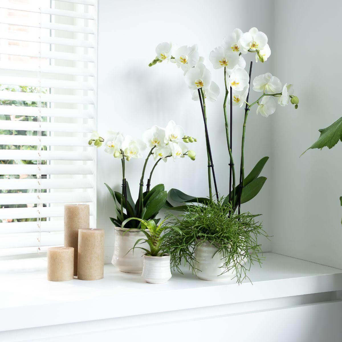 Witte Phalaenopsis orchideeën in potmaat Ø12cm op vensterbank, perfecte kamerplant van Kolibri Orchids, vers van de kweker.