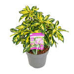 Rhododendron 'Blattgold' - 35cm tall, 19cm pot, vibrant green and yellow winterhardy and wintergreen plant ideal for all seasons