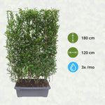 Ligustrum Ovalifolium Ligusterhaag - Winterharde Kant-en-Klaar Haag 120x40x180 cm - Wintergroene plant in pot