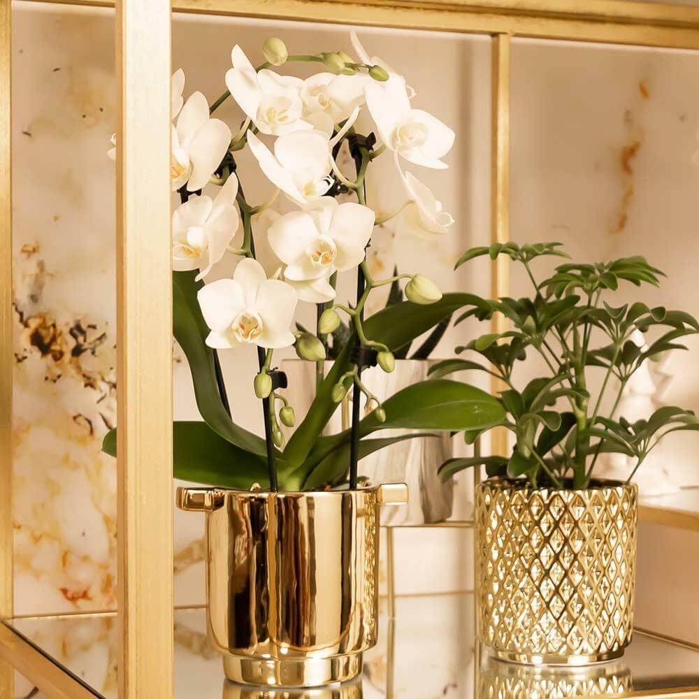 Witte Phalaenopsis Niagara Fall orchidee in gouden pot, bloeiende kamerplant, luxe interieur decoratie, potmaat Ø9cm.