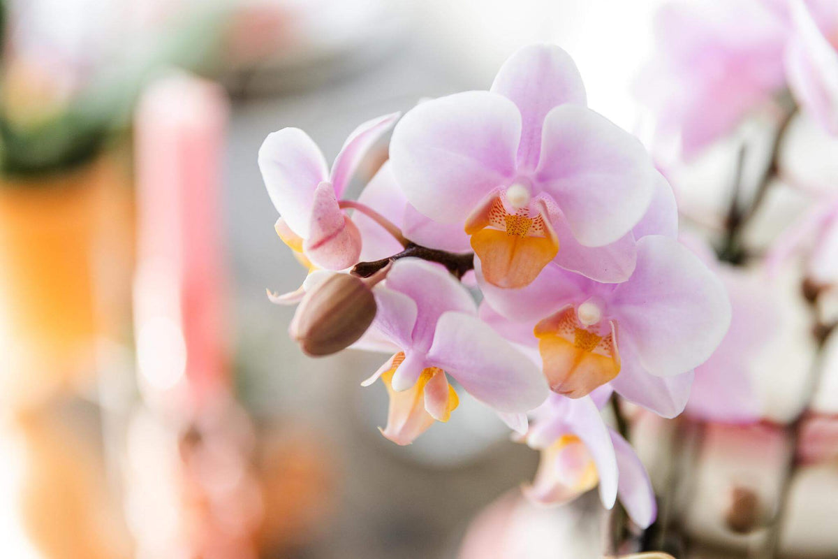 Roze Phalaenopsis orchidee met bloemen in close-up, perfect voor het toevoegen van kleur aan je interieur.